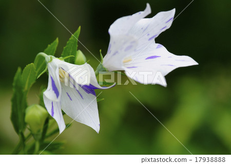 中國桔梗 中國桔梗 17938888