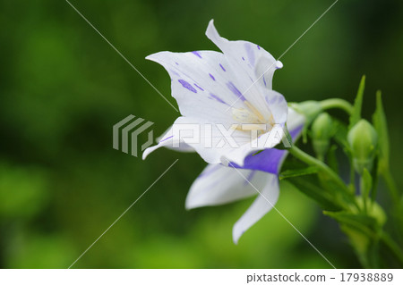 Bellflower Bellflower 17938889