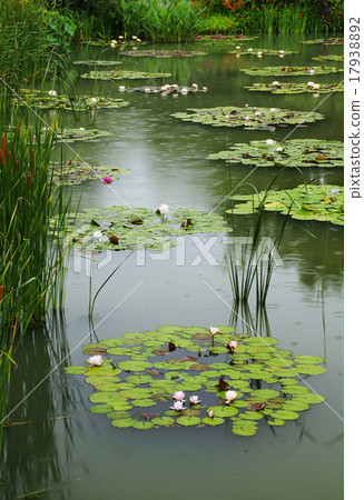 Water lily 17938892
