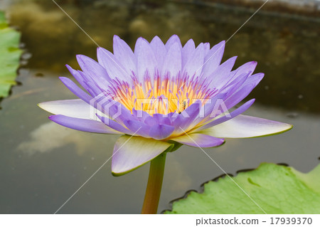 Purple lotus. Purple lotus. 17939370