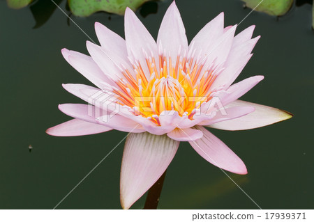 Purple lotus. 17939371