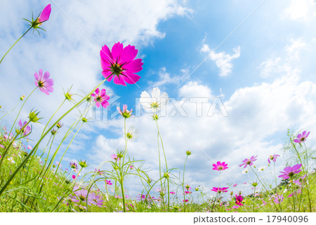 Showa Memorial Park Hill of flowers Cosmos Showa Memorial Park Hill of flowers Cosmos 17940096