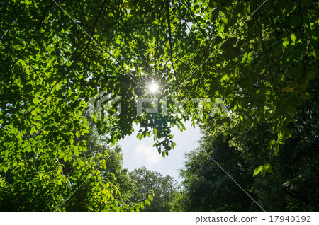 Sunlight through the sun 1 Sunlight through the sun 1 17940192