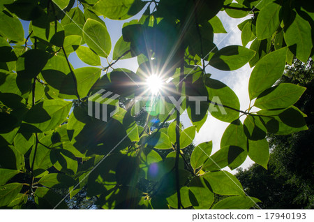 Sunlight Leakage Day 2 Sunlight Leakage Day 2 17940193