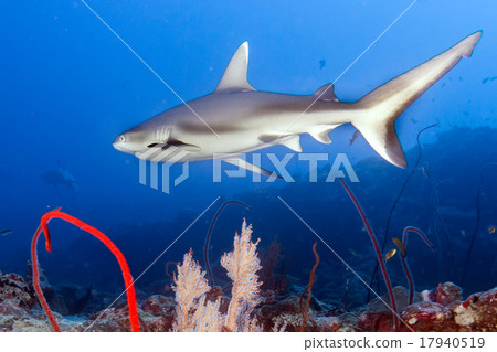 Grey shark jaws ready to attack underwater 17940519
