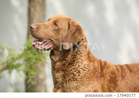 Bautiful Chesapeake bay retriever Bautiful Chesapeake bay retriever 17940577