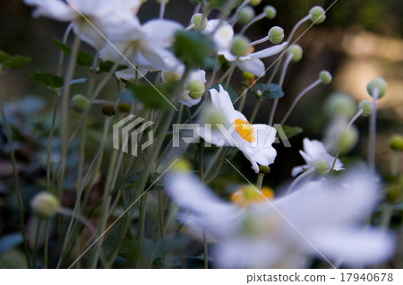 Shiki Iku Shiki Iku 17940678