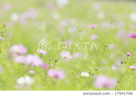 秋天櫻桃圖像 17941706