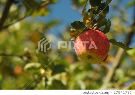 Apple on the tree close up 17941755