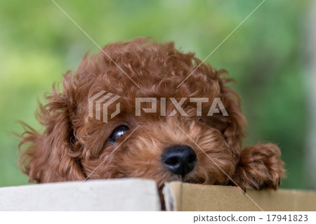 玩具貴賓犬的寶寶 17941823