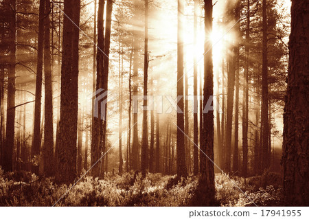 Coniferous forest with morning sun shining Coniferous forest with morning sun shining 17941955