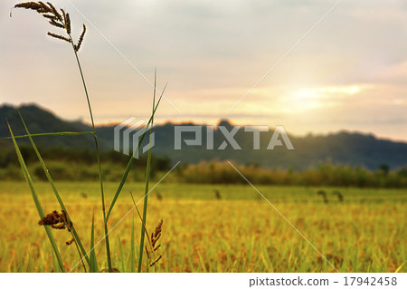 稻田在黎明 稻田在黎明 17942458