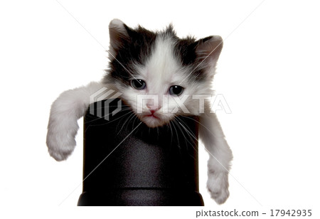 kitten 17942935