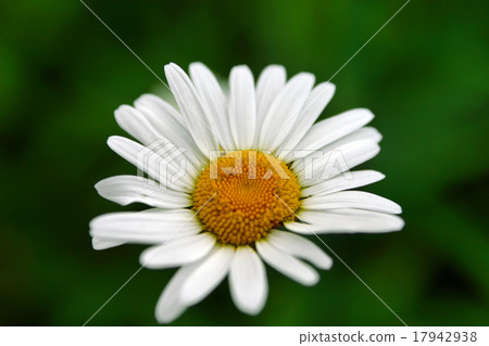 camomile 17942938