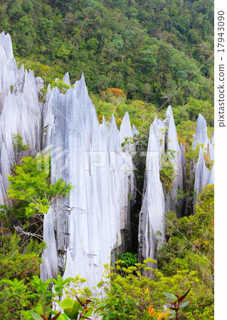 Limestone pinnacles at gunung mulu national park 17943090