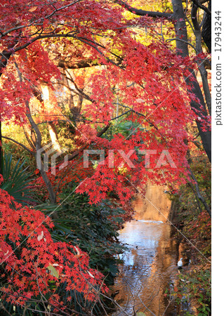 多摩川Kamimizu在秋天 17943244