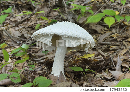 Shiroonitake 17943280