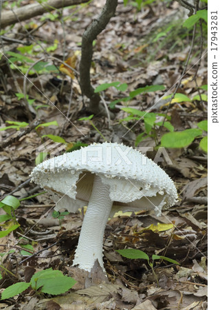 Shiroonitake 17943281