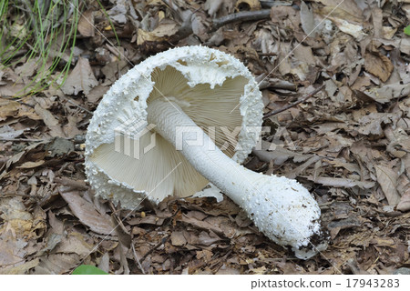 Shiroonitake 17943283