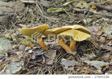 乳牛肝菌 乳牛肝菌 17943290