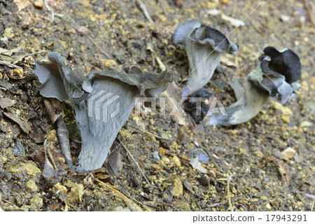 克羅地亞燈籠 17943291