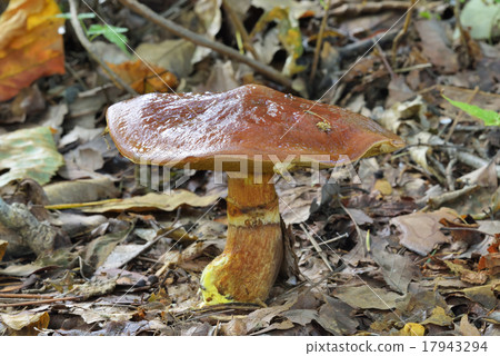 Hanaiguchi Hanaiguchi 17943294