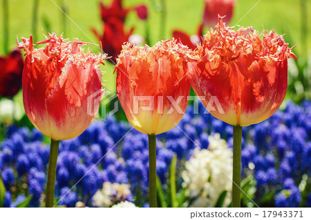 Tulips Tulips 17943371