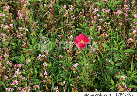 紅色蕎麥花和波斯菊 紅色蕎麥花和波斯菊 17943403