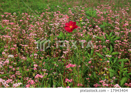 紅色蕎麥花和波斯菊 17943404