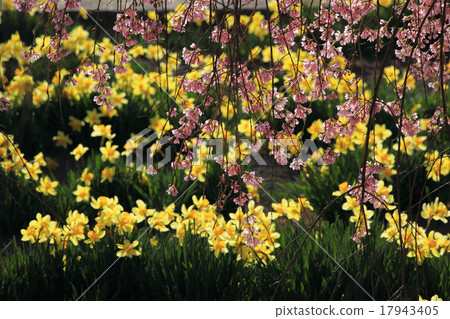 Daffoden和下垂的櫻花 17943405