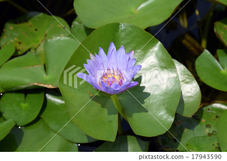 Violet Lotus 17943590