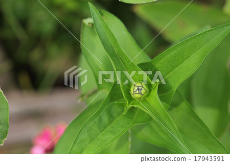 Bud of flower buds 17943591