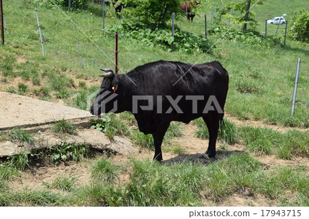 Cattle grazing month Mountain Highland Ranch Cattle grazing month Mountain Highland Ranch 17943715