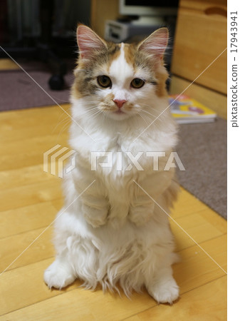 A kitten 17943941