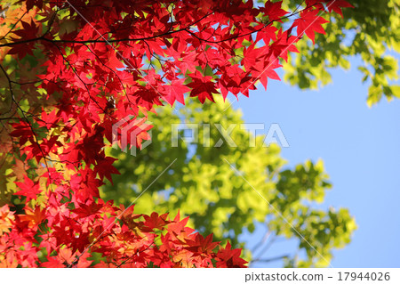 Autumn leaves Autumn leaves 17944026