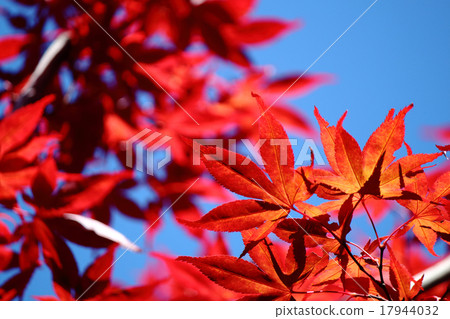 Autumn leaves Autumn leaves 17944032