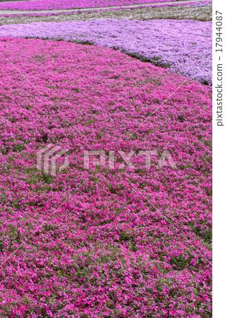 薄荷櫻桃樹 17944087