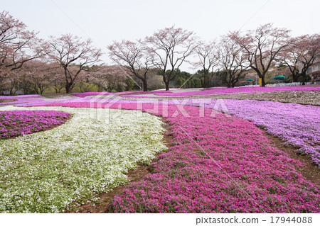 Moss phlox Moss phlox 17944088