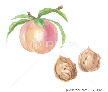 Peach Seed Stock Illustration