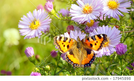 butterfly on flowers butterfly on flowers 17945898