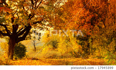 Autumn Forest Autumn Forest 17945899