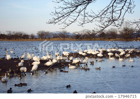 新潟縣冬天的吳湖和天鵝 新潟縣冬天的吳湖和天鵝 17946715