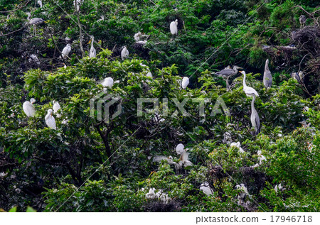一群蒼鷺 一群蒼鷺 17946718