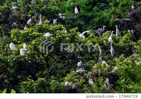 Flock of Herons Flock of Herons 17946719