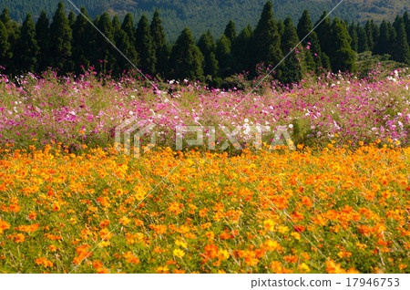 A cosmos field at the foot of Kirishima 17946753