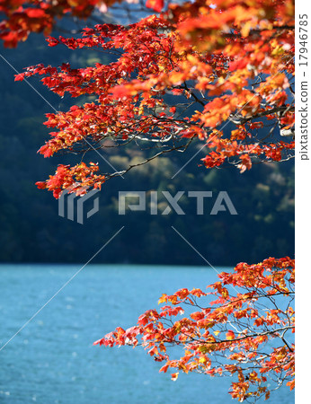 Autumn leaves Autumn leaves 17946785