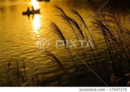 Miscanthus Miscanthus 17947278