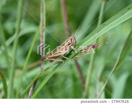 圖西名護的成年人 17947626