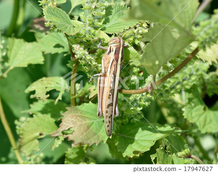 圖西名護的成年人 17947627