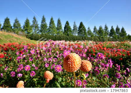 Dahlia 20 17947863
